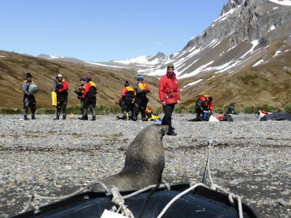 Um lobo-marinho nos recebe na praia de Ocean Harbour, na Geórgia do Sul, após nossa sessão de caiaque